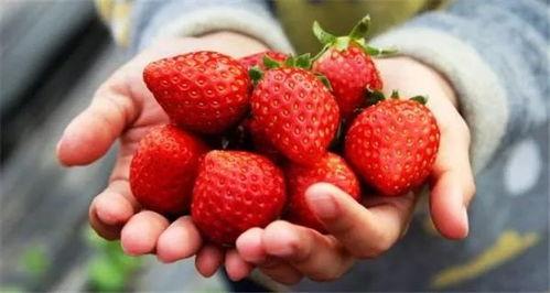 娱乐吃瓜君草莓